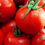 تولید گوجه فرنگی در فلوریدا با وجود تغییرات آب و هوایی