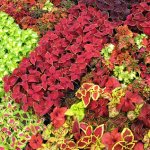 چگونگی کاشت گل حسن یوسف(Coleus) با دانه