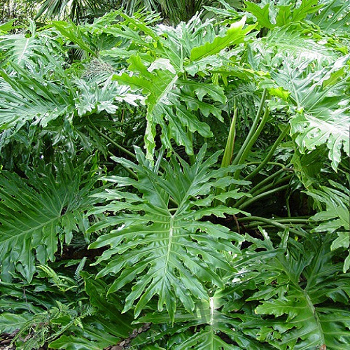 برگ انجیری فر