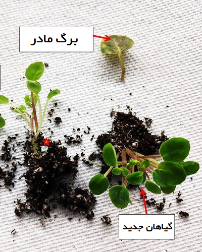 جدا کردن گیاهچه‌های جدید