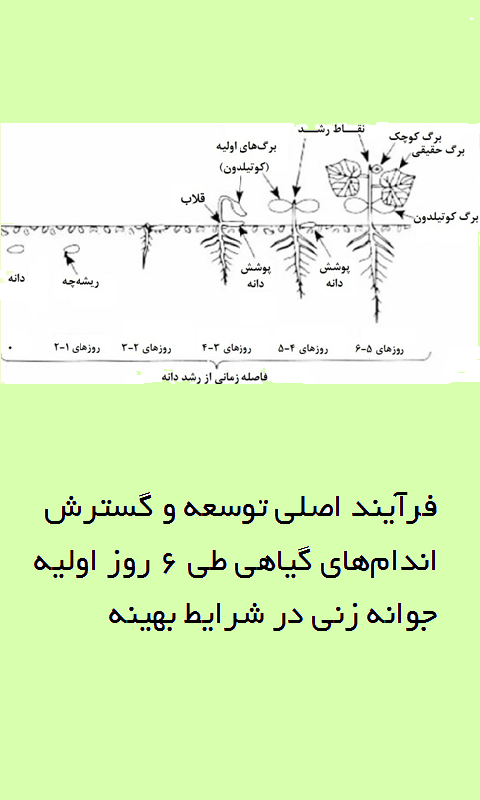 مراحل رشد خیار