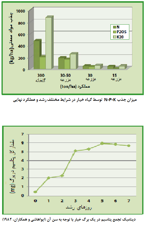 نقش پتاسیم در گیاه خیار