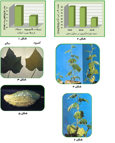 تاثیر نیتروژن در رشد خیار