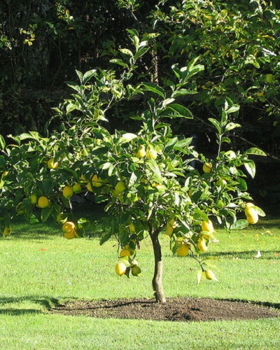 کاشت نهال لیمو