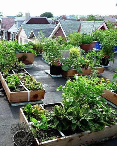 ساخت باغچه روی پشت بام