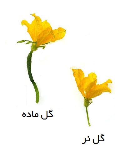 گل نر و ماده خیار