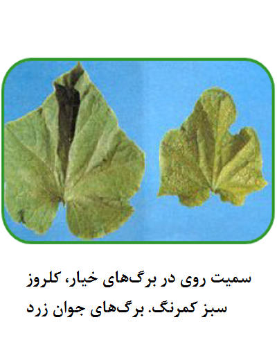 سمیت روی در خیار