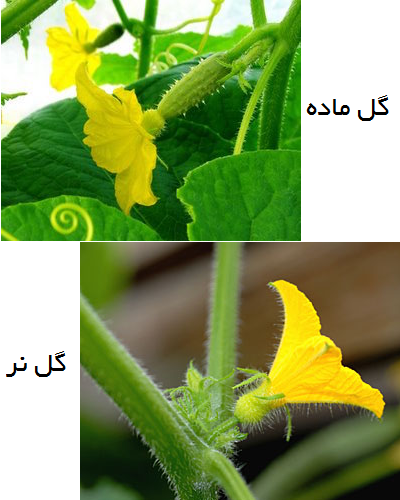 گل نر و ماده خیار