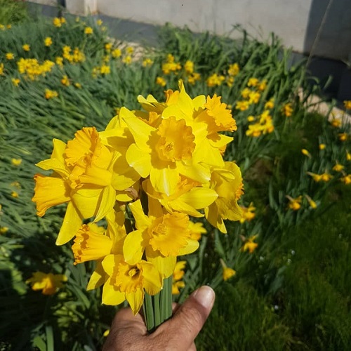 گل نرگس شیراز زرد