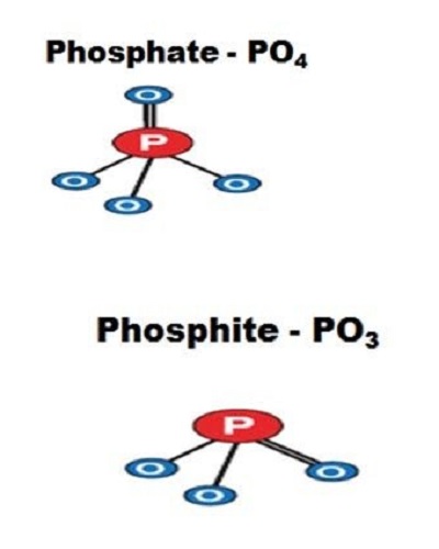 فسفیت و فسفات