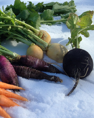 کاشت سبزیجات در زمستان