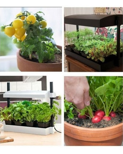 کاشت سبزیجات در خانه