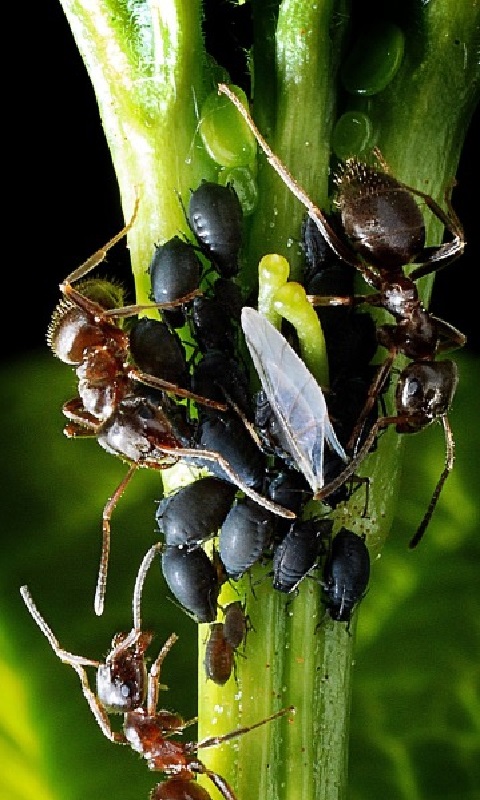 از بین بردن مورچه های باغ