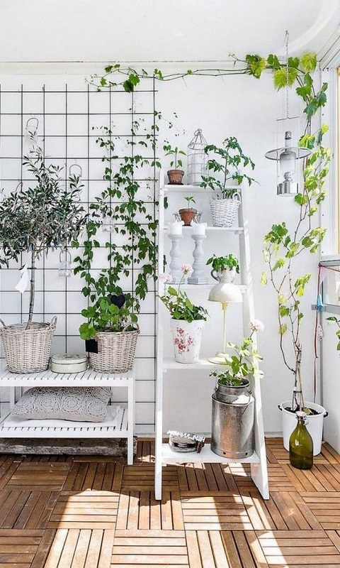 گیاهان رونده آپارتمانی