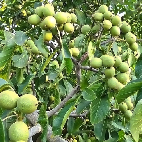 نهال گردو چندلر