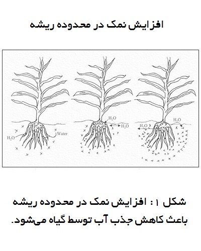 تاثیر شوری خاک بر گیاهان