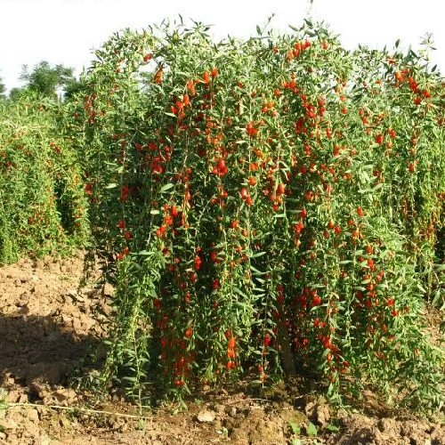 گوجی بری