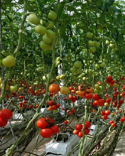 کاشت گوجه فرنگی در گلخانه