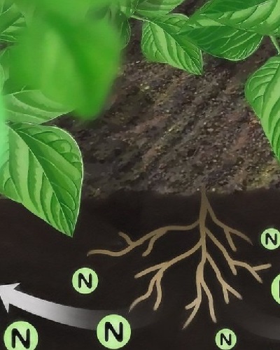 نقش نیتروژن در رشد گیاخ