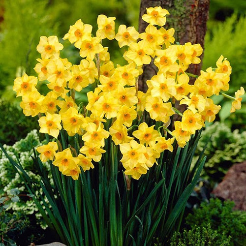 گل نرگس شیراز زرد