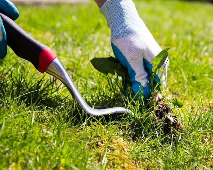 از بین بردن علف هرز