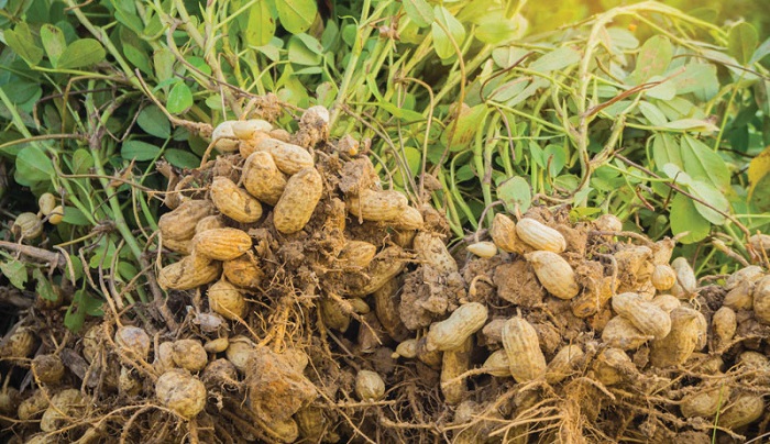 کاشت بادام زمینی در مناطق سردسیر