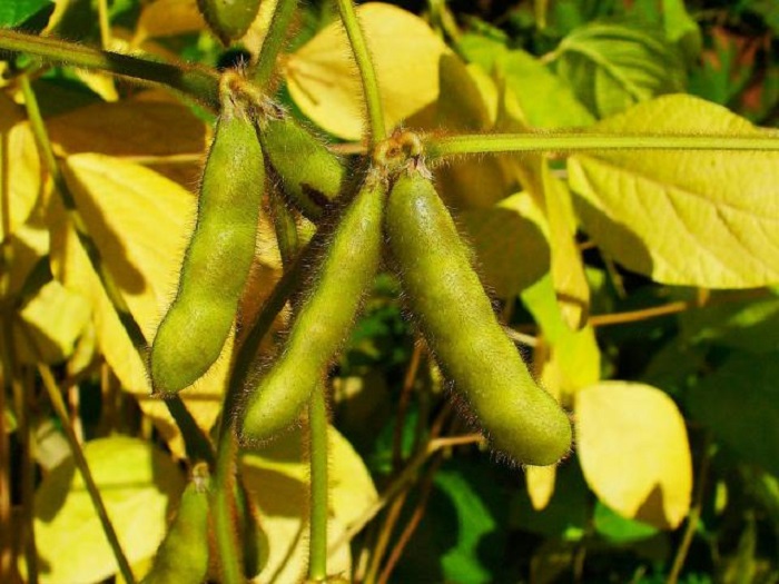 سویای دامی