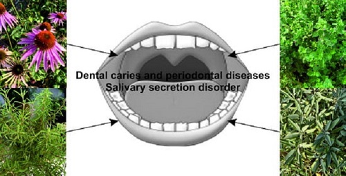 سلامت دهان و دندان به روش گیاهی