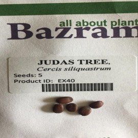 بذر درخت ارغوان بذر درخت ارغوان