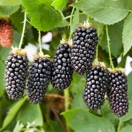 نهال بلک بری