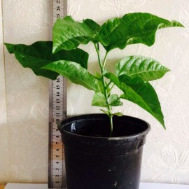 نهال پشن فروت ارغوانی