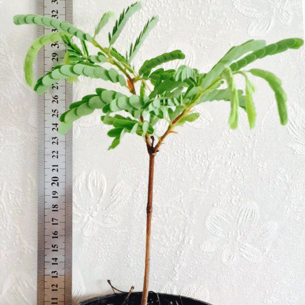 نهال تمر هندی نهال تمر هندی