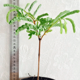 نهال تمر هندی