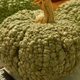 بذر کدو تنبل دولسی دی هورنو