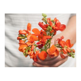 بذر لوبیا رونده اسکارلت