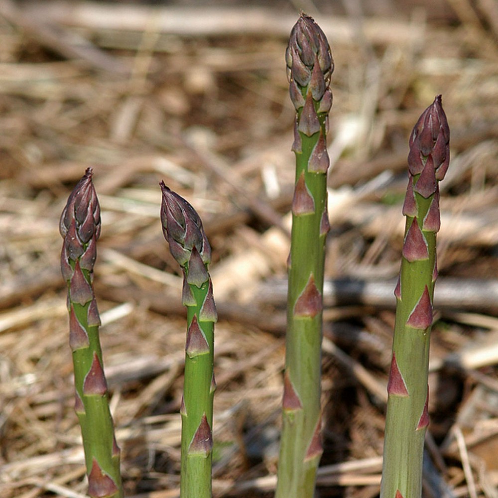 بذر مارچوبه پادشاه نیوجرسی F1