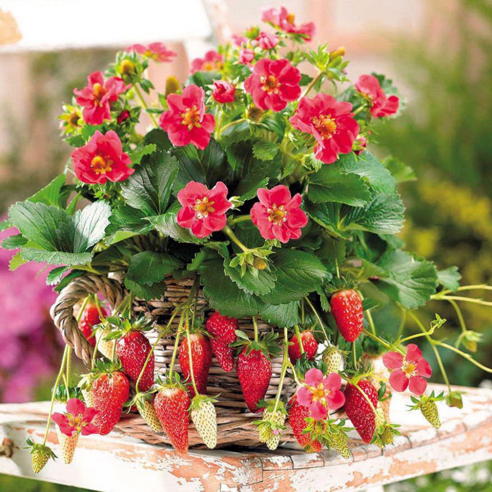 بذر توت فرنگی تارپان (F1) بذر توت فرنگی تارپان (F1)