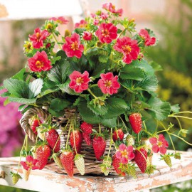 بذر توت فرنگی تارپان (F1)