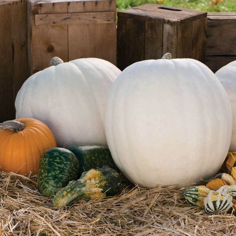 بذر کدو تنبل خرس قطبی F1