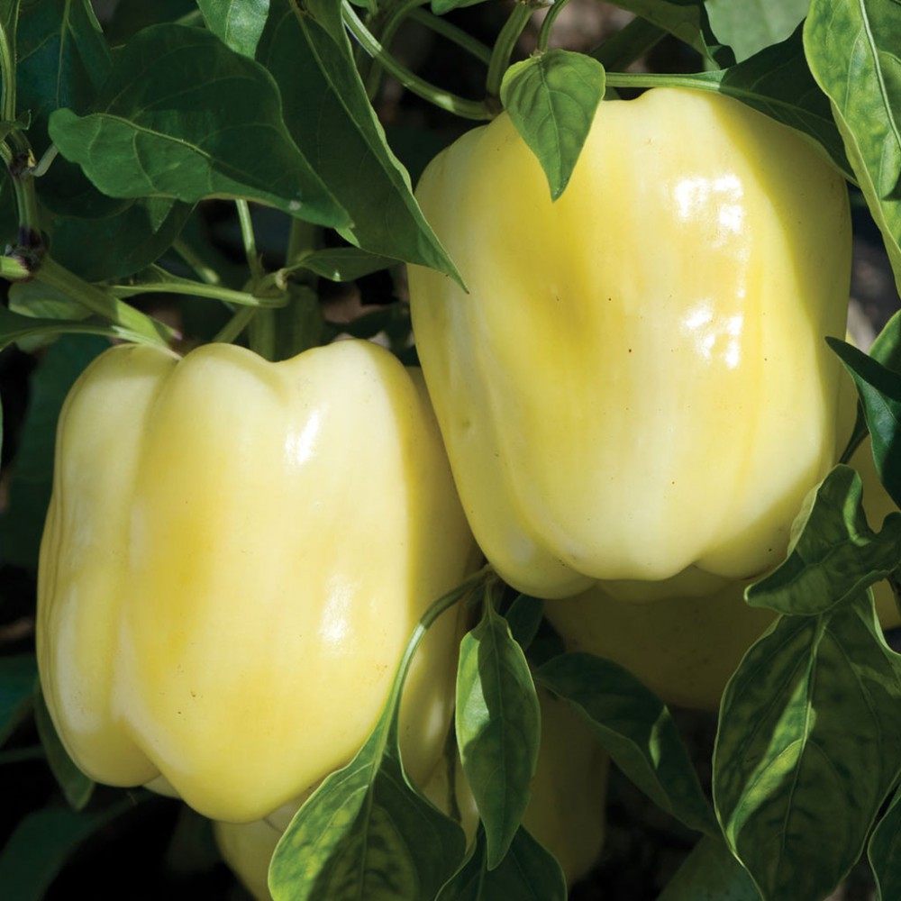 بذر فلفل دلمه بیانس F1 بذر فلفل دلمه بیانس F1