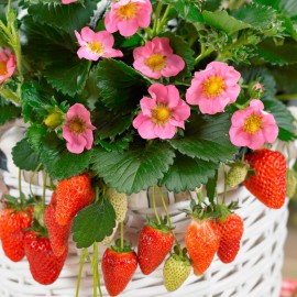 بذر توت فرنگی گاسانا F1