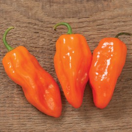 بذر فلفل هلیوس F1 بذر فلفل هلیوس F1