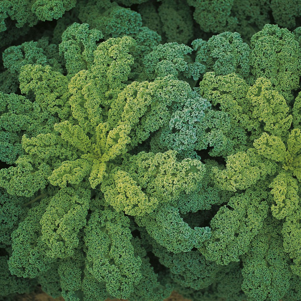 بذر کلم کیل دارکی بور F1