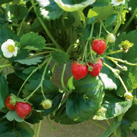 بذر توت فرنگی ایلان (F1)