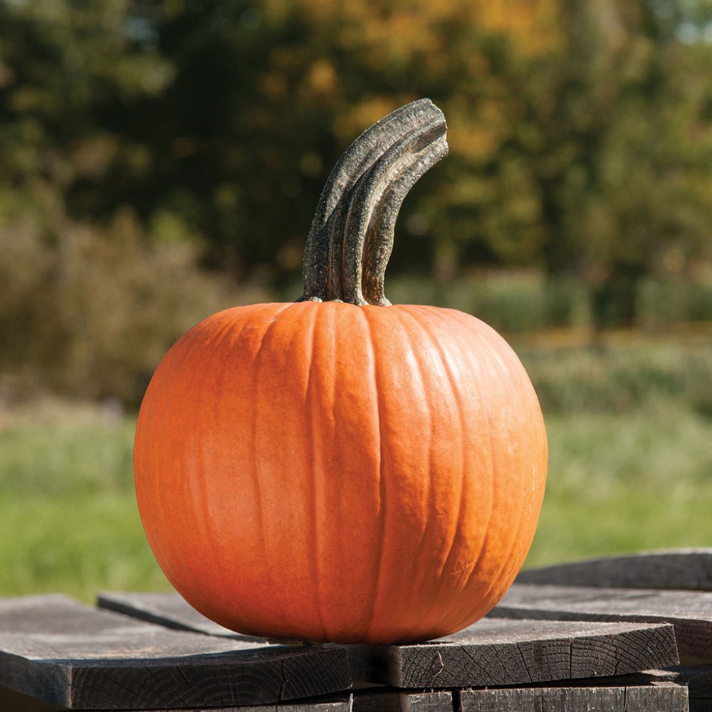 بذر کدوتنبل دختر دارچینی PMR F1 بذر کدوتنبل دختر دارچینی PMR F1