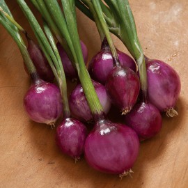 بذر پیاز پرپلت بذر پیاز پرپلت