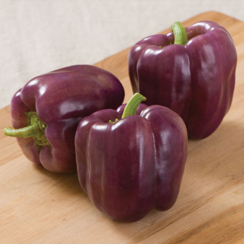 بذر فلفل دلمه ایسلندر F1 بذر فلفل دلمه ایسلندر F1