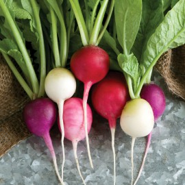 بذر تربچه ایستر چند رنگ مخلوط