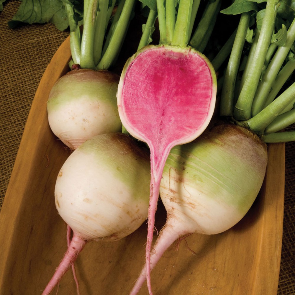 بذر تربچه گوشت قرمز بذر تربچه گوشت قرمز