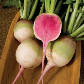 بذر تربچه گوشت قرمز